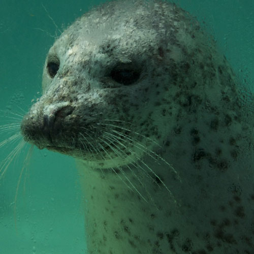 forma-zoo-phoque-bioparc-gaspesie - FormaZoo
